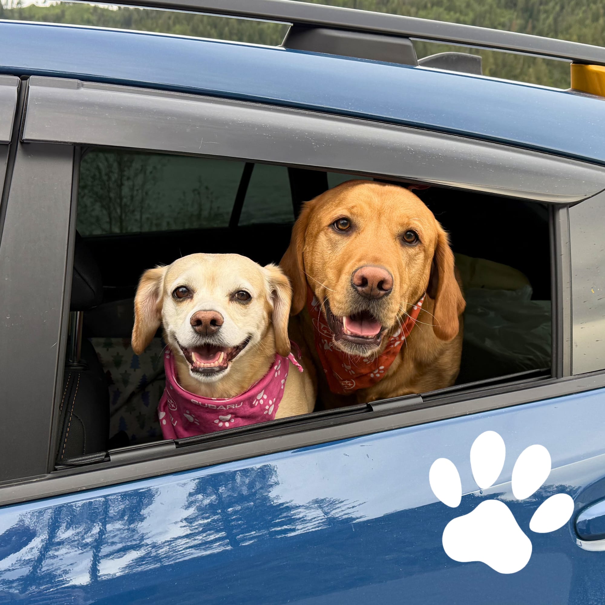 Subaru Bark & Park